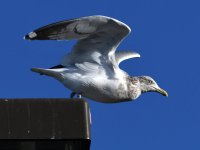 Gull.jpg