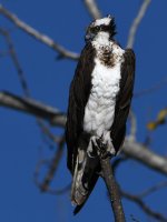 Osprey.jpg