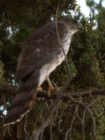 Hawk.jpg