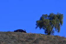 _ROY1197_00001_01.jpg
