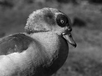 GooseBW.jpg