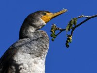 Cormorant3.jpg