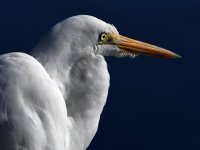 Egret.jpg