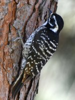 Woodpecker3.jpg