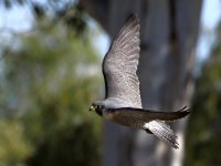 Falcon5.jpg