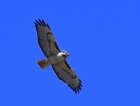 _ROY1465_00001.jpg