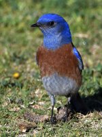 Bluebird2.jpg