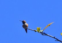 _ROY1596_00001_01.jpg