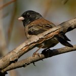 Junco3.jpg