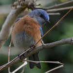Bluebird2.jpg
