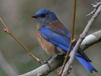 Bluebird5.jpg