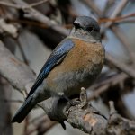 Bluebird9.jpg