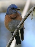Bluebird12.jpg