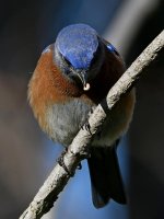 Bluebird17.jpg