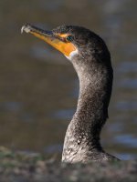 Cormorant4.jpg