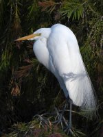 Egret.jpg