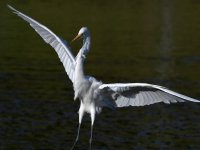 Egret3.jpg
