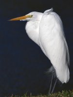 Egret7.jpg
