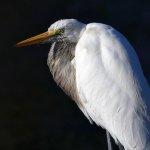 Egret8.jpg
