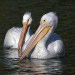 Pelican.jpg