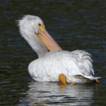Pelican3.jpg