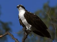 Osprey7.jpg