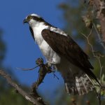 Osprey15.jpg