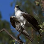 Osprey20.jpg