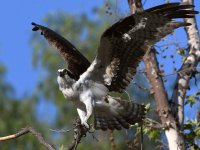 Osprey24.jpg