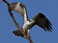 Osprey31.jpg