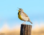 Meadowlark-778.jpg