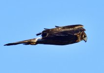 _ROY2273_00001.jpg