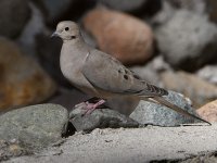 Dove4.jpg