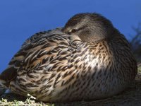 Mallard.jpg