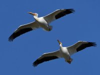 Pelican3.jpg