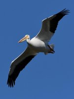 Pelican6.jpg