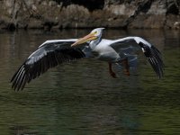 Pelican12.jpg