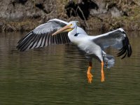 Pelican13.jpg