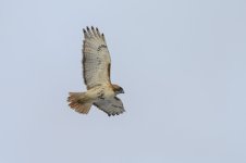 Z60_0628-copy.jpg