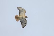 Z60_0629-copy.jpg