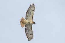 Z60_0630-copy.jpg