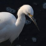 Egret.jpg