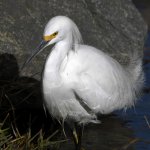 Egret6.jpg