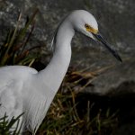 Egret8.jpg