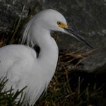 Egret9.jpg