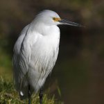 Egret13.jpg