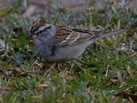 Sparrow.jpg