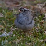 Sparrow3.jpg