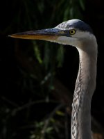 BlueHeron.jpg