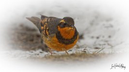 Varied Thrush.jpg
